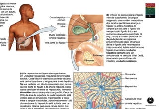 Fisiologia Humana – Dee Unglaub Silverthorn
 