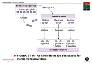 Fisiologia Humana – Dee Unglaub Silverthorn
 