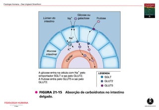 Fisiologia Humana – Dee Unglaub Silverthorn
 