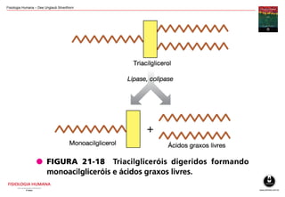 Fisiologia Humana – Dee Unglaub Silverthorn
 