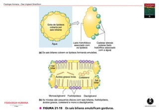 Fisiologia Humana – Dee Unglaub Silverthorn
 