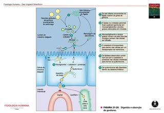 Fisiologia Humana – Dee Unglaub Silverthorn
 