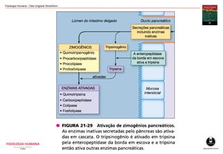 Fisiologia Humana – Dee Unglaub Silverthorn
 