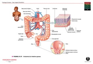 Fisiologia Humana – Dee Unglaub Silverthorn
 