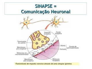 SINAPSE =SINAPSE =
Comunicação NeuronalComunicação Neuronal
 