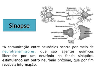 •A comunicação entre neurônios ocorre por meio de
neurotransmissores, que são agentes químicos
liberados por um neurônio na fenda sináptica,
estimulando um outro neurônio próximo, que por fim
recebe a informação.
SinapseSinapse
 