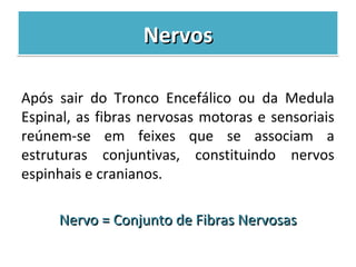 NervosNervosNervosNervos
Após sair do Tronco Encefálico ou da Medula
Espinal, as fibras nervosas motoras e sensoriais
reúnem-se em feixes que se associam a
estruturas conjuntivas, constituindo nervos
espinhais e cranianos.
Nervo = Conjunto de Fibras NervosasNervo = Conjunto de Fibras Nervosas
 