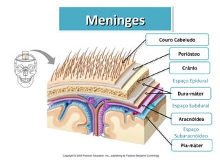 MeningesMeningesMeningesMeninges
Couro Cabeludo
Periósteo
Crânio
Dura-máter
Aracnóidea
Pia-máter
Espaço Epidural
Espaço Subdural
Espaço
Subaracnóideo
 