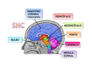 MESENCÉFALOMESENCÉFALO
PONTEPONTE
BULBOBULBO
CEREBELOCEREBELO
DIENCÉFALODIENCÉFALO
MEDULA
ESPINAL
MEDULA
ESPINAL
HEMISFÉRIO
CEREBRAL
Telencéfalo
HEMISFÉRIO
CEREBRAL
Telencéfalo
 