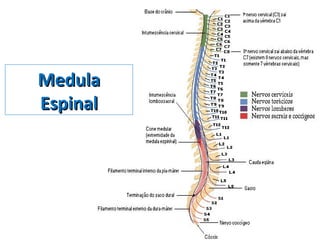 MedulaMedula
EspinalEspinal
 