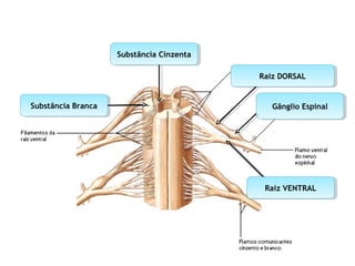 Substância CinzentaSubstância Cinzenta
Substância BrancaSubstância Branca Gânglio EspinalGânglio Espinal
Raiz DORSALRaiz DORSAL
Raiz VENTRALRaiz VENTRAL
 