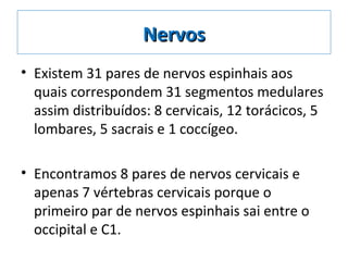 NervosNervos
• Existem 31 pares de nervos espinhais aos
quais correspondem 31 segmentos medulares
assim distribuídos: 8 cervicais, 12 torácicos, 5
lombares, 5 sacrais e 1 coccígeo.
• Encontramos 8 pares de nervos cervicais e
apenas 7 vértebras cervicais porque o
primeiro par de nervos espinhais sai entre o
occipital e C1.
 
