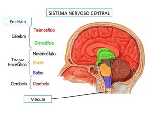 Medula
SISTEMA NERVOSO CENTRAL
Encéfalo
 