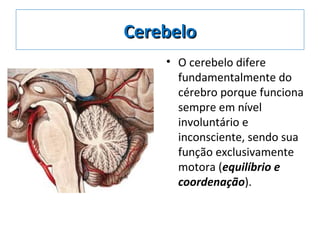 CerebeloCerebelo
• O cerebelo difere
fundamentalmente do
cérebro porque funciona
sempre em nível
involuntário e
inconsciente, sendo sua
função exclusivamente
motora (equilíbrio e
coordenação).
 