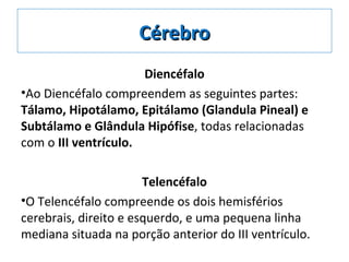CérebroCérebro
Diencéfalo
•Ao Diencéfalo compreendem as seguintes partes:
Tálamo, Hipotálamo, Epitálamo (Glandula Pineal) e
Subtálamo e Glândula Hipófise, todas relacionadas
com o III ventrículo.
Telencéfalo
•O Telencéfalo compreende os dois hemisférios
cerebrais, direito e esquerdo, e uma pequena linha
mediana situada na porção anterior do III ventrículo.
 