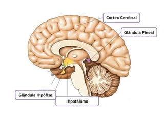 Córtex Cerebral
Glândula Pineal
Hipotálamo
Glândula Hipófise
 