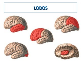 LOBOSLOBOS
 