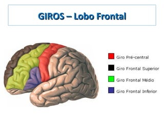 GIROS – Lobo FrontalGIROS – Lobo Frontal
 