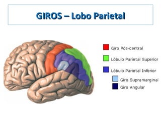GIROS – Lobo ParietalGIROS – Lobo Parietal
 