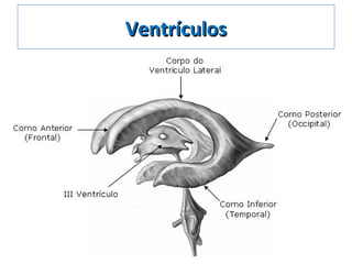 VentrículosVentrículos
 