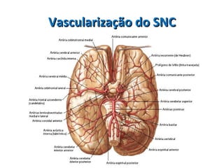 Vascularização do SNCVascularização do SNC
 