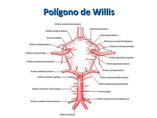 Polígono de WillisPolígono de Willis
 