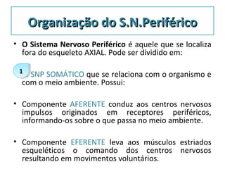 Organização do S.N.PeriféricoOrganização do S.N.Periférico
• O Sistema Nervoso Periférico é aquele que se localiza
fora do esqueleto AXIAL. Pode ser dividido em:
• 1. SNP SOMÁTICO que se relaciona com o organismo e
com o meio ambiente. Possui:
• Componente AFERENTE conduz aos centros nervosos
impulsos originados em receptores periféricos,
informando-os sobre o que passa no meio ambiente.
• Componente EFERENTE leva aos músculos estriados
esqueléticos o comando dos centros nervosos
resultando em movimentos voluntários.
11
 