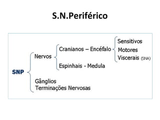 S.N.Periférico
 