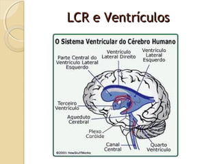 Fisiologia - Sistema Nervoso Central | PPT