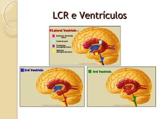 Fisiologia - Sistema Nervoso Central | PPT