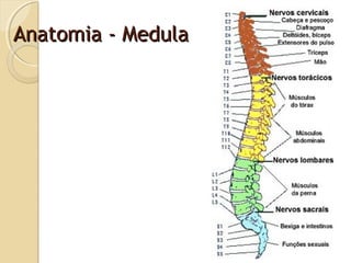 Anatomia - MedulaAnatomia - Medula
 
