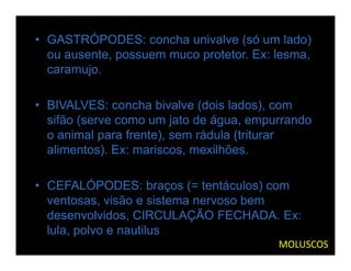 • GASTRÓPODES: concha univalve (só um lado)
  ou ausente, possuem muco protetor. Ex: lesma,
  caramujo.

• BIVALVES: concha bivalve (dois lados), com
  sifão (serve como um jato de água, empurrando
  o animal para frente), sem rádula (triturar
  alimentos). Ex: mariscos, mexilhões.

• CEFALÓPODES: braços (= tentáculos) com
  ventosas, visão e sistema nervoso bem
  desenvolvidos, CIRCULAÇÃO FECHADA. Ex:
  lula, polvo e nautilus
                                         MOLUSCOS
 