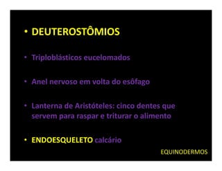 • DEUTEROSTÔMIOS

• Triploblásticos eucelomados

• Anel nervoso em volta do esôfago

• Lanterna de Aristóteles: cinco dentes que
  servem para raspar e triturar o alimento

• ENDOESQUELETO calcário
                                      EQUINODERMOS
 