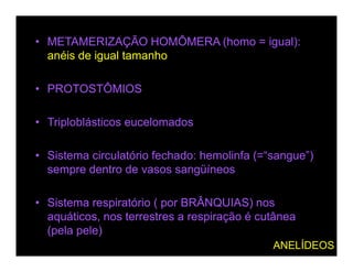 • METAMERIZAÇÃO HOMÔMERA (homo = igual):
  anéis de igual tamanho

• PROTOSTÔMIOS

• Triploblásticos eucelomados

• Sistema circulatório fechado: hemolinfa (=“sangue”)
  sempre dentro de vasos sangüíneos

• Sistema respiratório ( por BRÂNQUIAS) nos
  aquáticos, nos terrestres a respiração é cutânea
  (pela pele)
                                             ANELÍDEOS
 