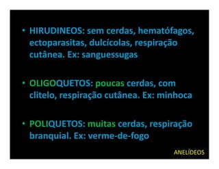 • HIRUDINEOS: sem cerdas, hematófagos,
  ectoparasitas, dulcícolas, respiração
  cutânea. Ex: sanguessugas

• OLIGOQUETOS: poucas cerdas, com
  clitelo, respiração cutânea. Ex: minhoca

• POLIQUETOS: muitas cerdas, respiração
  branquial. Ex: verme-de-fogo
                                     ANELÍDEOS
 