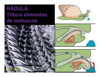RÁDULA:
Tritura alimentos
de moluscos




MOLUSCOS
 