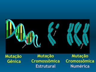 Mutação
Gênica
Mutação
Cromossômica
Estrutural
Mutação
Cromossômica
Numérica
 