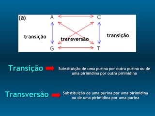 transversãotransição transição
TransiçãoTransição
TransversãoTransversão
Substituição de uma purina por outra purina ou deSubstituição de uma purina por outra purina ou de
uma pirimidina por outra pirimidinauma pirimidina por outra pirimidina
Substituição de uma purina por uma pirimidinaSubstituição de uma purina por uma pirimidina
ou de uma pirimidina por uma purinaou de uma pirimidina por uma purina
 