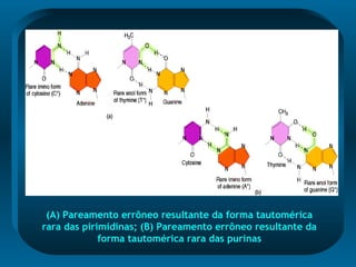 (A) Pareamento errôneo resultante da forma tautomérica
rara das pirimidinas; (B) Pareamento errôneo resultante da
forma tautomérica rara das purinas
 