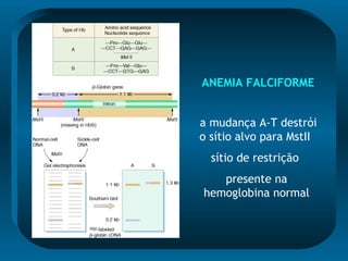 ANEMIA FALCIFORME
a mudança A-T destrói
o sítio alvo para MstII
sítio de restrição
presente na
hemoglobina normal
 