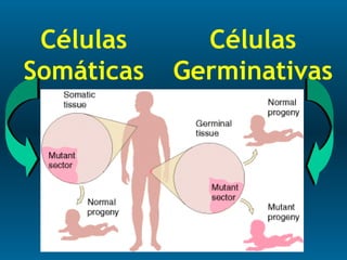 Células
Somáticas
Células
Germinativas
 