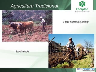 Agricultura Tradicional
Força humana e animal
Subsistência
 