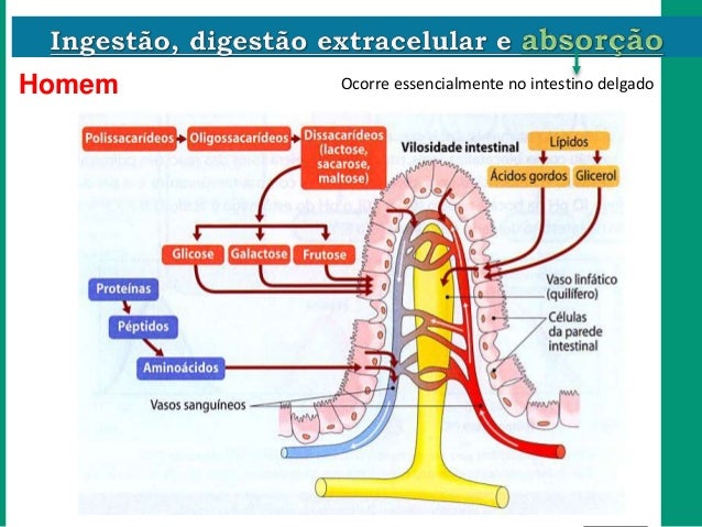 Ingest o Digest o E Absor o parte 2 Ingest o Digest o E Absor o parte 2