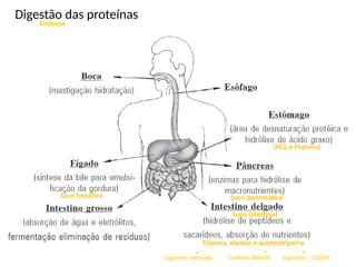 Digestão das proteínas
Enzimas
(HCL e Pepsina)
Suco pancreático
Tripsina, elastse e quimiotripsina
Ligações carboxila Cadeias laterais Ligações - COOH
Suco hepático
Suco intestinal
 