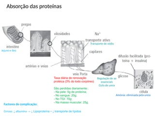 Absorção das proteínas
Factores de complicação:
Cirrose: ↓ albumina → ↓ Lipoproteína = ↓ transporte de lípidos
Jejuno e íleo
Taxa diária de renovação
protéica (3% do todo corpóreo)
São perdidas diariamente::
- Na pele: 5g de proteína;
- No sangue: 20g;
- No TGI: 70g;
- Na massa muscular: 25g.
Amónia: eliminada pela ureia
Transporte de sódio
Regulação de aa
essenciais
Ciclo de ureia
 