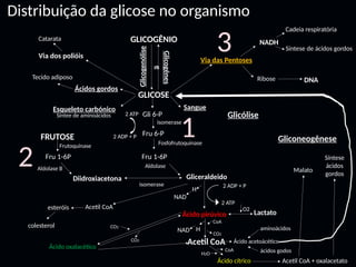 Distribuição da glicose no organismo
GLICOGÊNIO
GLICOSE
Glicólise
FRUTOSE Gliconeogênese
Glicogenólise
Glicogênes
e
Ácidos gordos
Esqueleto carbónico
Via das Pentoses
Sangue
Gliceraldeido
Ácido pirúvico
Diidroxiacetona
Lactato
Gli 6-P
Fru 6-P
Fru 1-6P
2 ATP
2 ADP + P
NAD
Acetil CoA
Ribose
O2
isomerase
Fosfofrutoquinase
Aldolase
Síntee de aminoácidos
isomerase
Fru 1-6P
Frutoquinase
Via dos polióis
Catarata
Tecido adiposo
NADH
DNA
Cadeia respiratória
Síntese de ácidos gordos
2 ADP + P
2 ATP
H
esteróis
colesterol
Aldolase B
Acetil CoA
Ácido cítrico Acetil CoA + oxalacetato
Ácido acetoácético
aminoácidos
ácidos godos
Malato
Síntese
ácidos
gordos
CoA
H2O
NAD H
CoA
CO2
Ácido oxalacético
CO2
CO2
1
2
3
 