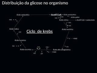 Ciclo de krebs
Distribuição da glicose no organismo
Acetil CoA
Ácido cítrico Acetil CoA + oxalacetato
Ácido acetoácético
ácidos godos
CoA
H2O
CO2
Ácido oxalacético
Ácido isocítrico
Ácido alfa-cetoglutárico
H NAD
Ácido succínico
Ácido fumárico
Ácido málico
H2O
CO2
H NAD
ATP
CoA
FAD H
H2O
NAD H
H2O
H2O
 