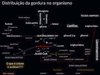 Distribuição da gordura no organismo
glicogênio
glicose Lipólise
frutose
Liponeogenese
Glicogenólise
Glicogênes
e
Ácidos gordos Sangue
GLICERALDEIDO 3-P
Ácido pirúvico
Diidroxiacetona
Lactato
NAD
Acetil CoA O2
isomerase
Fru 1-6P
Frutoquinase
Tecido adiposo
2 ADP + P
2 ATP
H
esteróis
colesterol
Aldolase B
Acetil CoA
ÁCIDO CÍTRICO Acetil CoA + oxalacetato
ÁCIDO ACETOÁCÉTICO
aminoácidos
ácidos godos
Malato
Síntese
ácidos
gordos
CoA
H2O
NAD
H CoA
CO2
ÁCIDO OXALACÉTICO
CO2
CO2
glicerol 3-p glicerol
triglicerideo
TECIDO ADIPOSO
ÁCIDO OXALACÉTICO
Acetona Dihidroxibutirico
pulmão cetonúria urinal
triglicerideos
Beta-oxidação
O que é cotose
e acidose???
Sais biliares
 