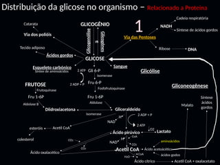 Distribuição da glicose no organismo – Relacionado a Proteína
GLICOGÊNIO
GLICOSE
Glicólise
FRUTOSE Gliconeogênese
Glicogenólise
Glicogênes
e
Ácidos gordos
Esqueleto carbónico
Via das Pentoses
Sangue
Gliceraldeido
Ácido pirúvico
Diidroxiacetona
Lactato
Gli 6-P
Fru 6-P
Fru 1-6P
2 ATP
2 ADP + P
NAD
Acetil CoA
Ribose
O2
isomerase
Fosfofrutoquinase
Aldolase
Síntee de aminoácidos
isomerase
Fru 1-6P
Frutoquinase
Via dos polióis
Catarata
Tecido adiposo
NADH
DNA
Cadeia respiratória
Síntese de ácidos gordos
2 ADP + P
2 ATP
H
esteróis
colesterol
Aldolase B
Acetil CoA
Ácido cítrico Acetil CoA + oxalacetato
Ácido acetoácético
aminoácidos
ácidos godos
Malato
Síntese
ácidos
gordos
CoA
H2O
NAD
H
CoA
CO2
Ácido oxalacético
CO2
CO2
1
 