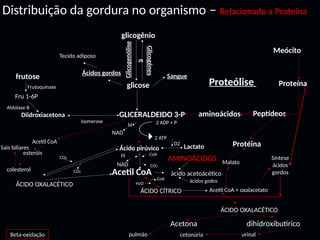 Distribuição da gordura no organismo – Relacionado a Proteína
glicogênio
glicose Proteólise
frutose
Glicogenólise
Glicogênes
e
Ácidos gordos Sangue
GLICERALDEIDO 3-P
Ácido pirúvico
Diidroxiacetona
Lactato
NAD
Acetil CoA O2
isomerase
Fru 1-6P
Frutoquinase
Tecido adiposo
2 ADP + P
2 ATP
H
esteróis
colesterol
Aldolase B
Acetil CoA
ÁCIDO CÍTRICO Acetil CoA + oxalacetato
ácido acetoácético
AMINOÁCIDOS
ácidos godos
Malato
Síntese
ácidos
gordos
CoA
H2O
NAD
H CoA
CO2
ÁCIDO OXALACÉTICO
CO2
CO2
aminoácidos Peptídeos
Proteína
Meócito
ÁCIDO OXALACÉTICO
Acetona dihidroxibutirico
pulmão cetonúria urinal
Protéina
Beta-oxidação
Sais biliares
 